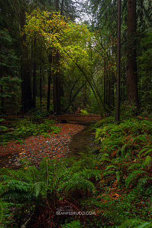Along Redwood Creek